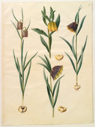 Fritillaria meleagris; Fritullaria lutea ou Fritullaria latifolia var lutea; Fritillaria pyrenaica - Hans Simon Holtzbecker